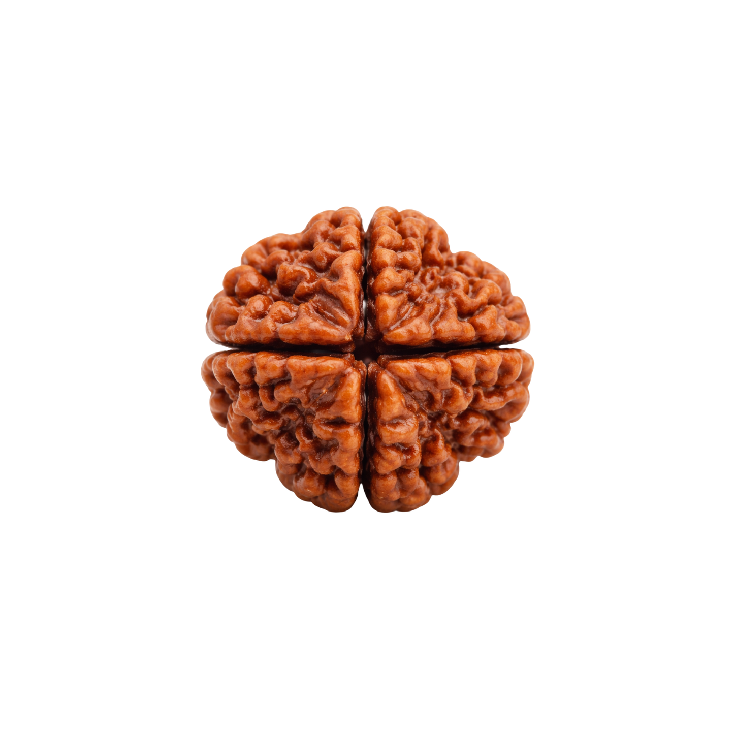 4 Mukhi Rudraksha – Bead of Knowledge, Focus & Divine Wisdom