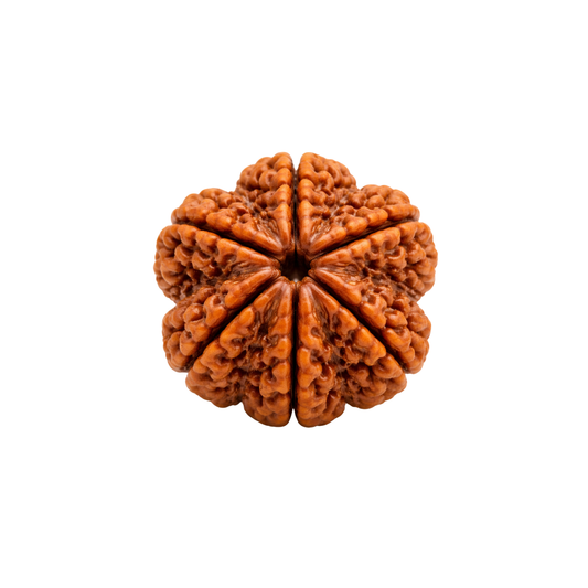 6 Mukhi Rudraksha – Bead of Strength, Balance & Emotional Stability
