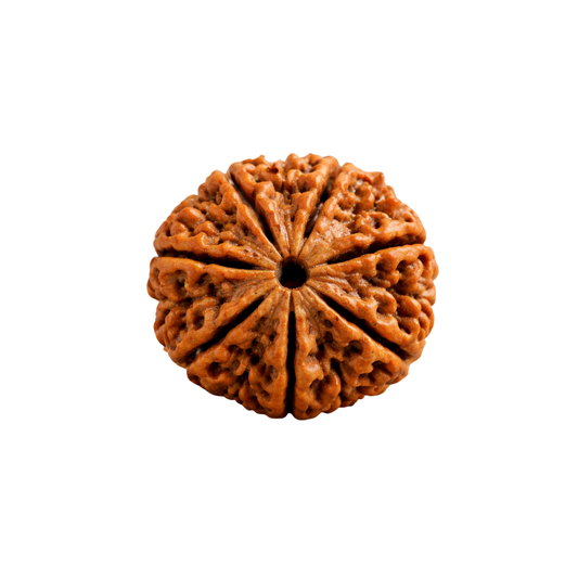 7 Mukhi Rudraksha – Bead of Wealth, Prosperity & Emotional Healing