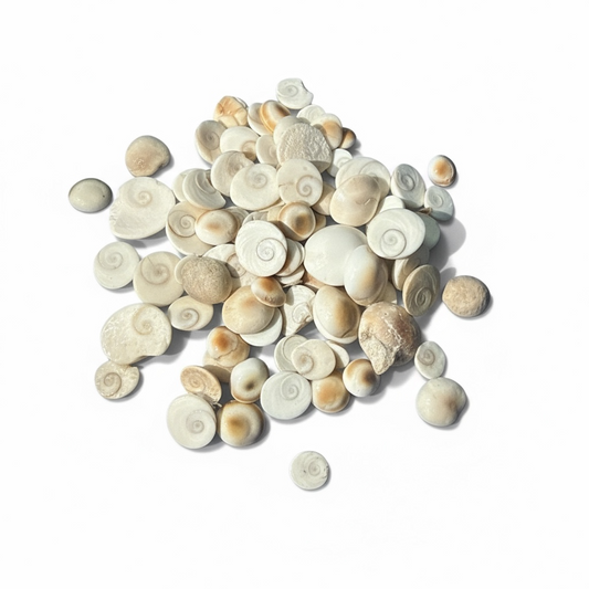 Gomti Chakra – Fortune, Protection & Divine Balance